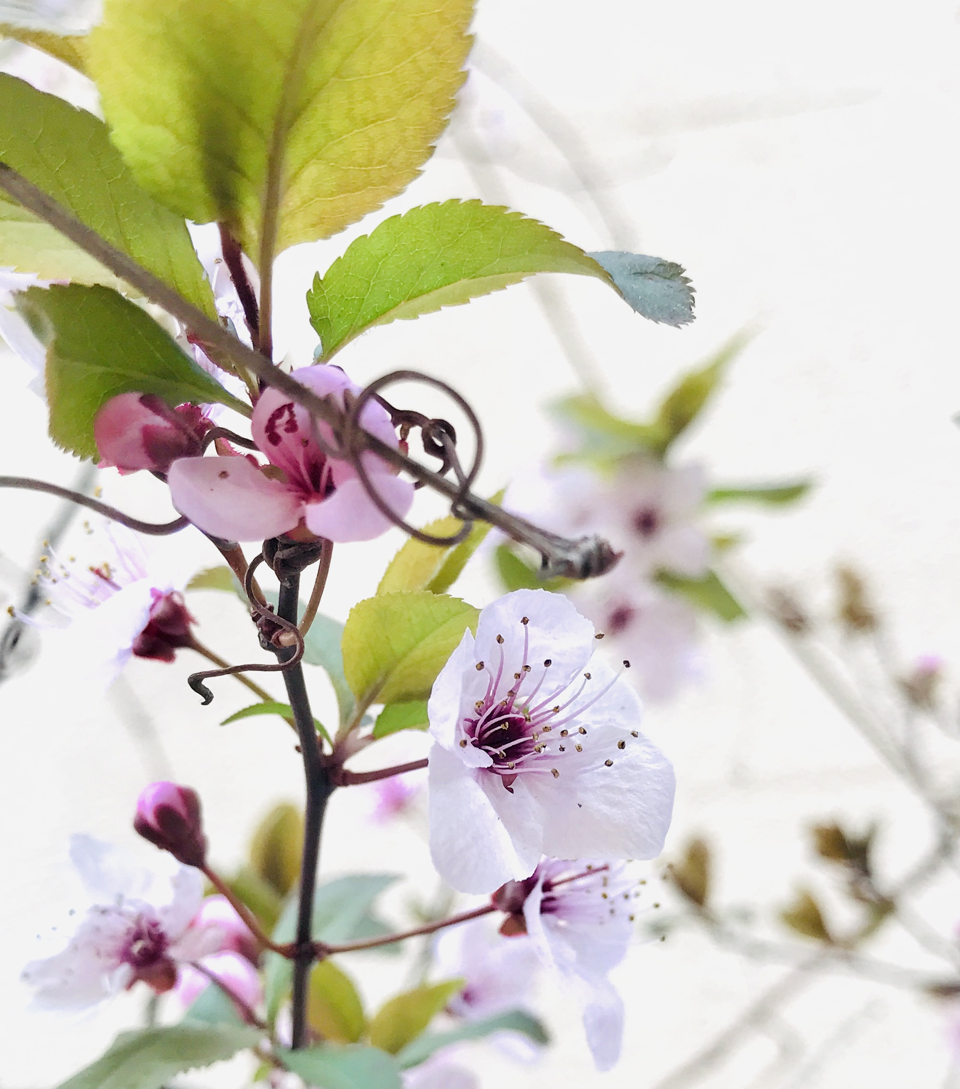 Curso Holístico de Esencias Florales, 100% online y Webinars en directo de seguimiento. 